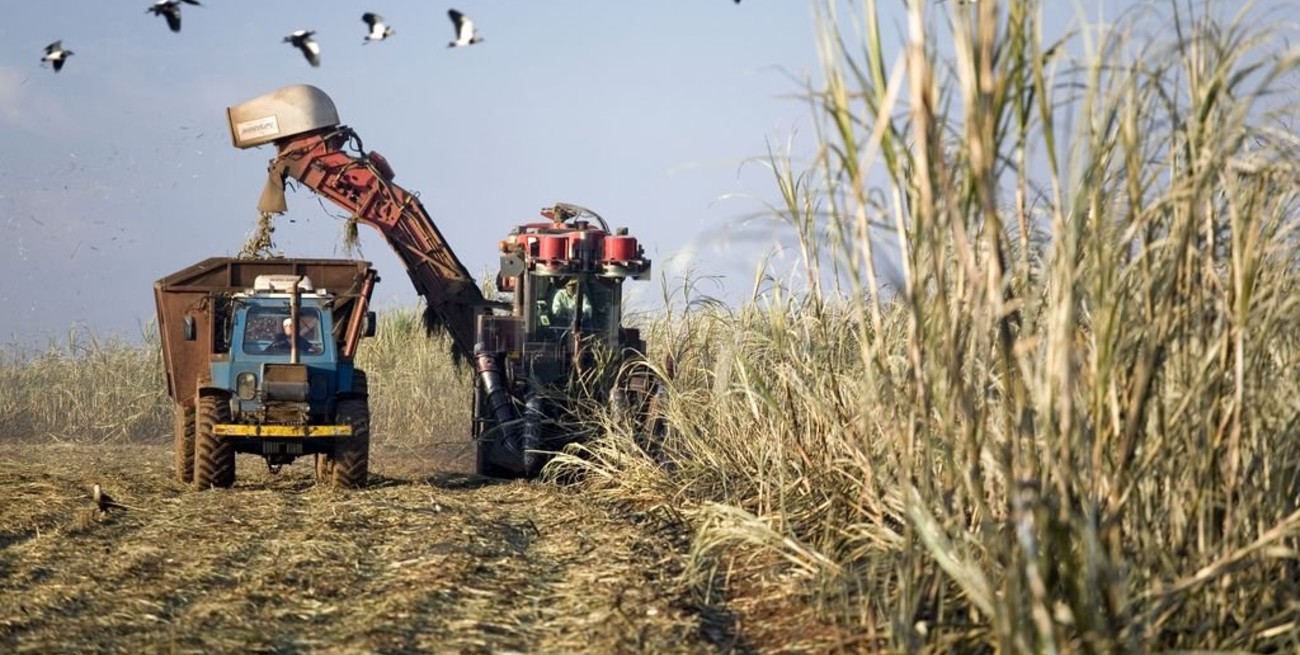 La cuenca cañera santafesina estaría transitando la zafra final
