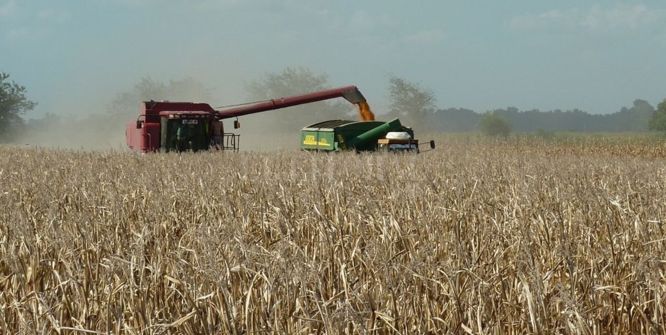 Maíz de segunda: el rendimiento promedio se incrementó casi un 40% 