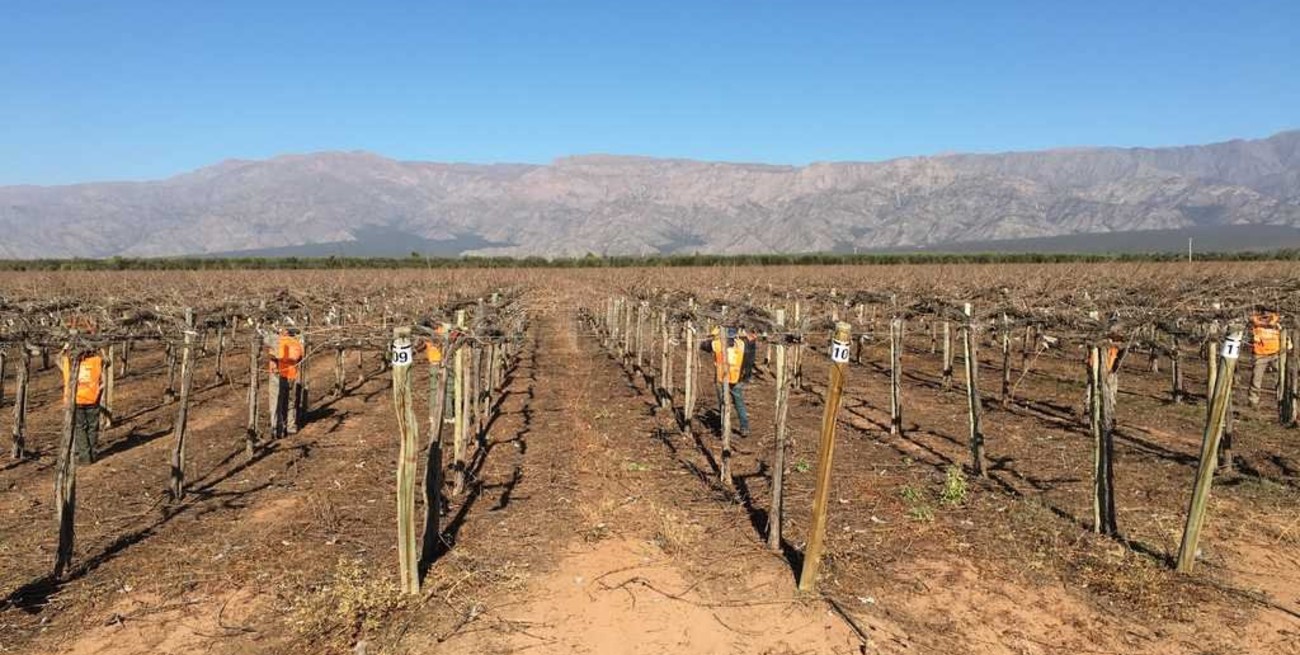 Bahco anuncia los competidores del concurso Nacional de Poda Profesional en Vid en Mendoza
