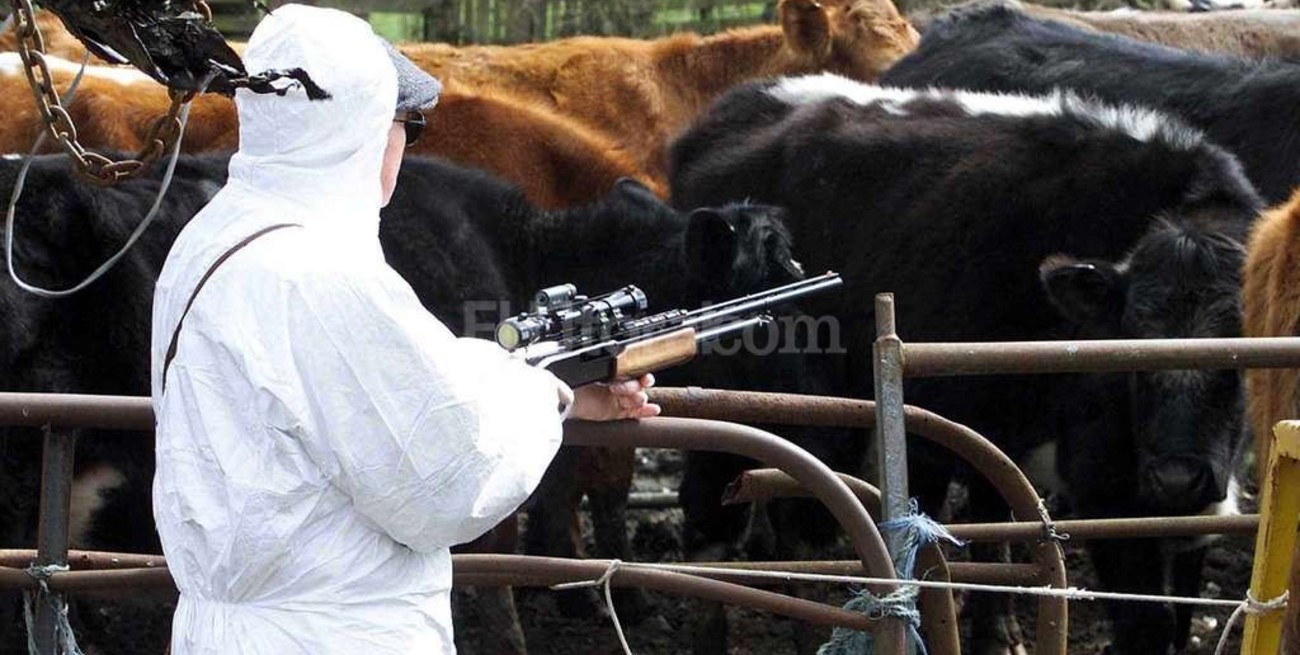 ¿Chau a la vaca loca?