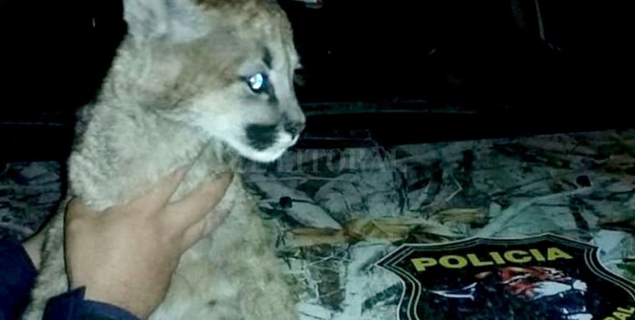Rescatan a un cachorro de puma que tenían de mascota en una casa