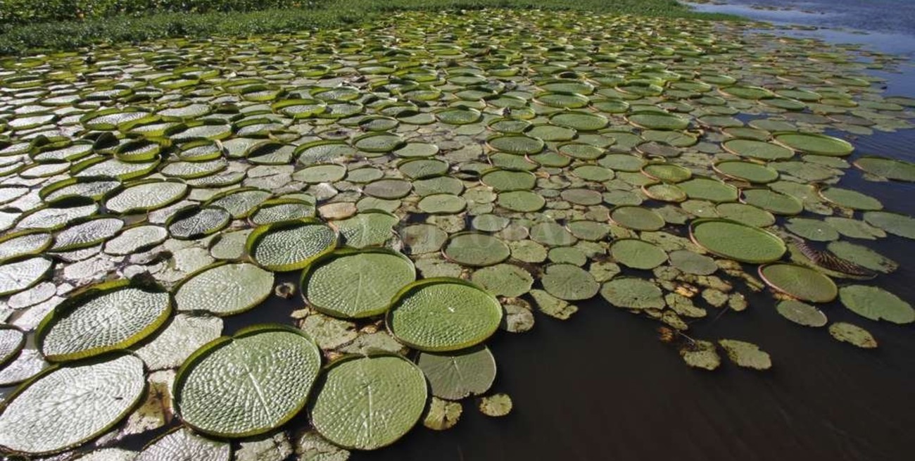 Los secretos de un arroyo