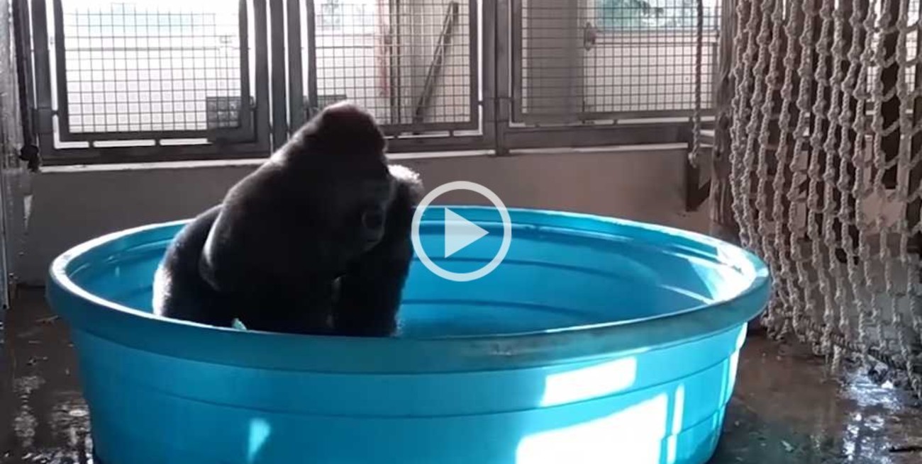 Video: un gorila la rompe bailando mientras se baña