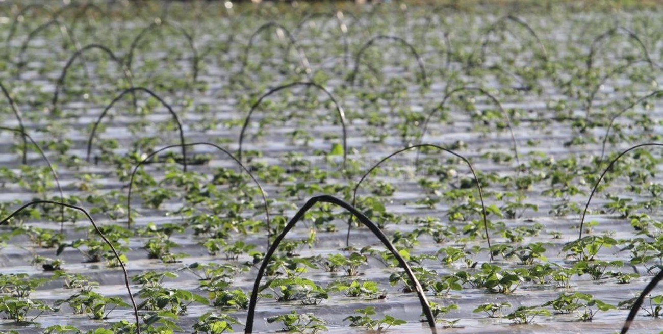 Arroyo Leyes: una ordenanza para salir del conflicto por las frutillas
