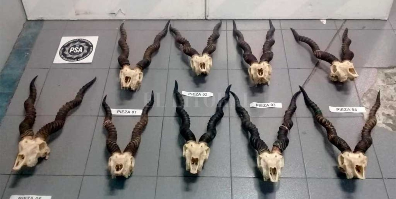 Decomisaron nueve cráneos de antílope en el Aeropuerto de Ezeiza