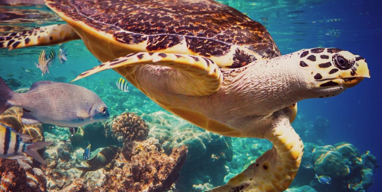 Hay un millón de especies en peligro de extinción