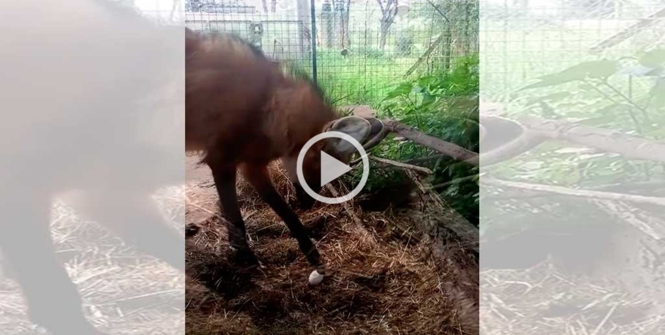 Video: así se recupera un aguará guazú atropellado