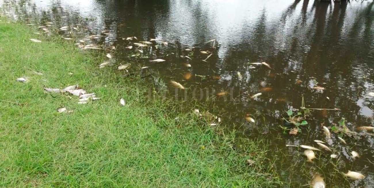 Mortandad de peces: desde el Ministerio de Ambiente apuntan a la falta de oxígeno en el agua