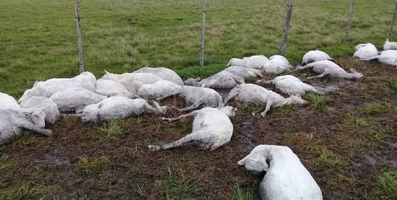 Dantesco: miles de ovejas murieron de hipotermia en Corrientes por el brusco cambio del clima