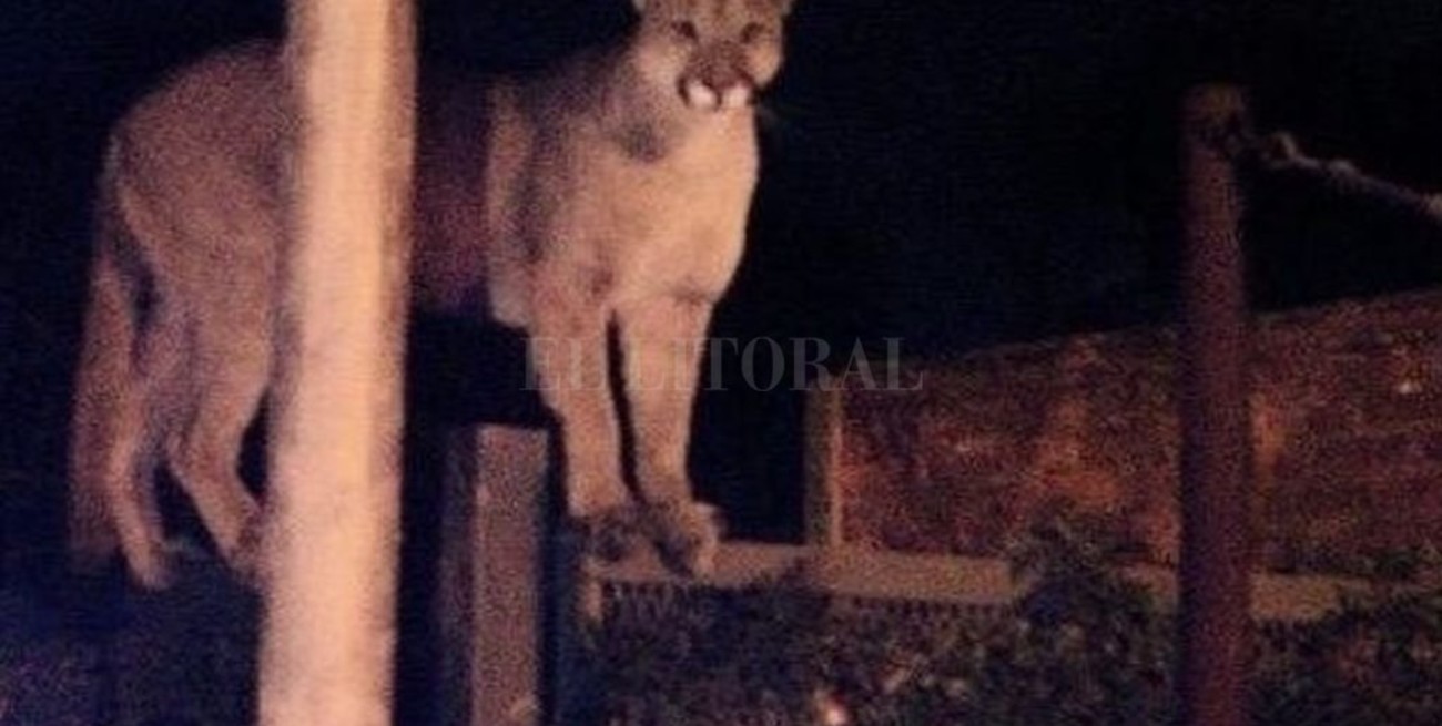 Mataron a un puma que apareció en el patio de una casa