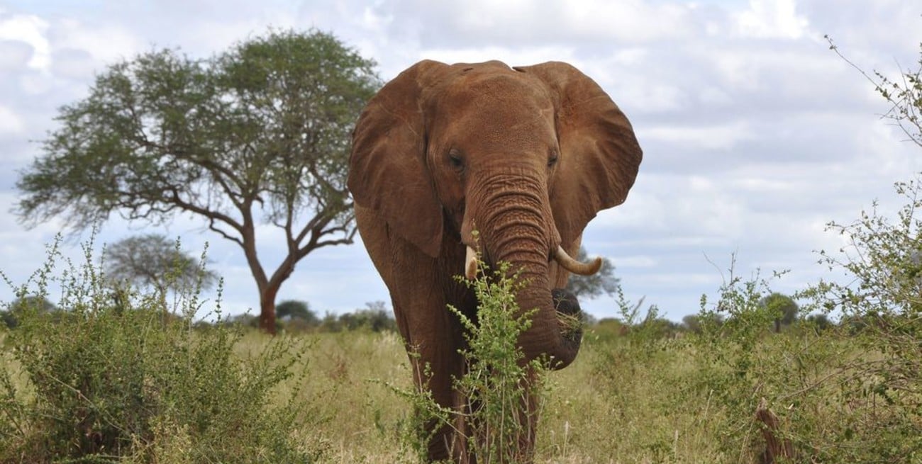 Un elefante mató a un niño de 8 años que le tiraba piedras