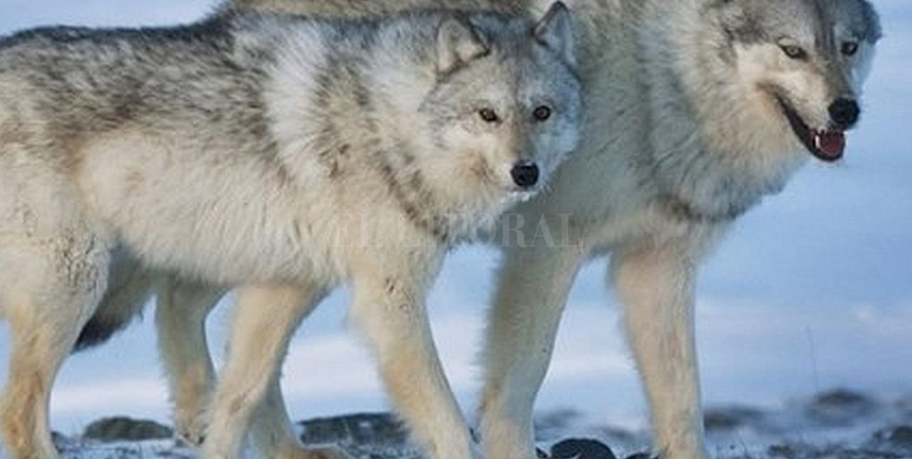 Canadá exterminará lobos para proteger al caribú