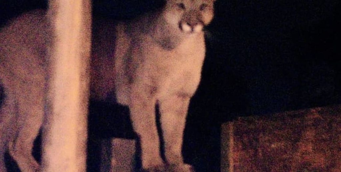 Atraparon a un puma que estaba suelto en Bahía Blanca