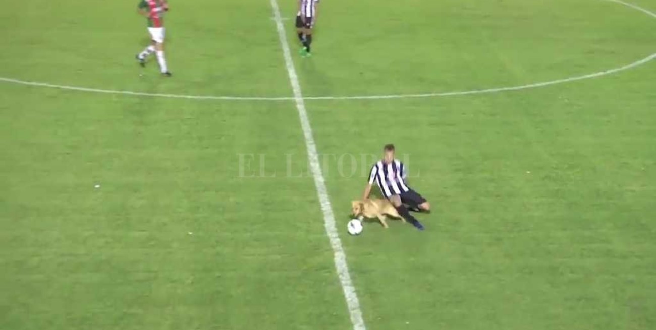 No fue foul: un perro entró a la cancha y se robó la pelota