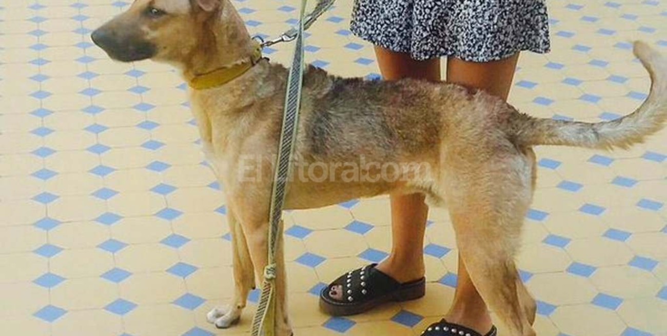 "Balcarce", el perro del presidente, visitó por primera vez la Casa Rosada