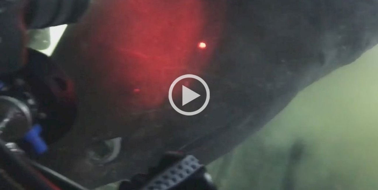 Video: Graban a una de las especies de tiburón más antiguas del planeta