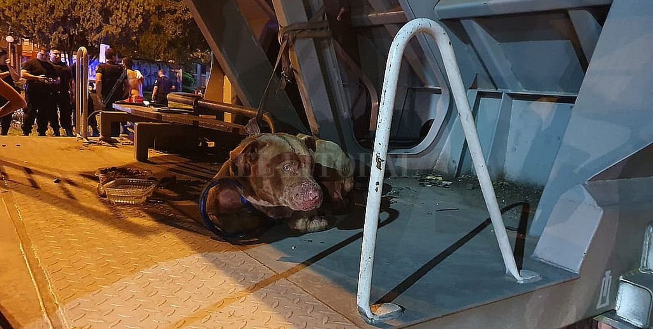 Buscan una familia para el pitbull rescatado del tren que descarriló