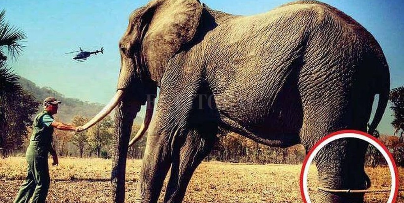El príncipe Harry pierde la batalla legal contra el Mail on Sunday por la foto del maltrato al elefante