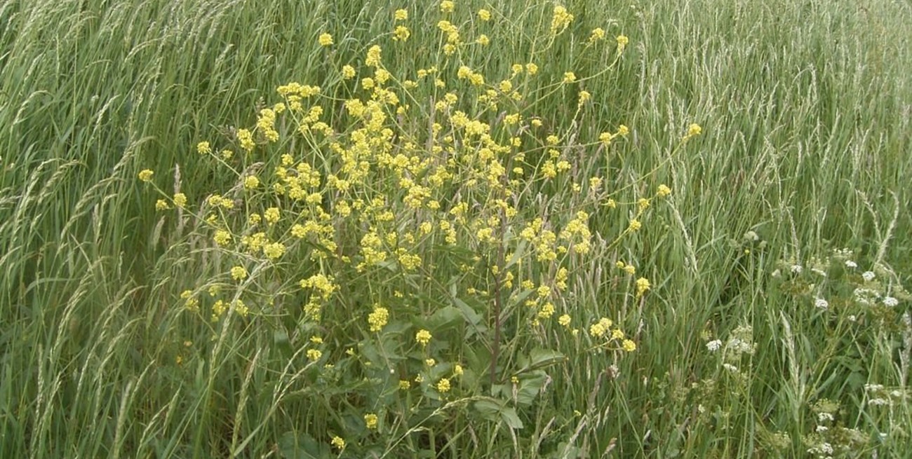 Alerta roja en Paraná: detectan nueva maleza resistente a herbicida