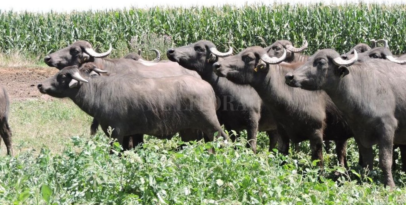 Búfalos, la alternativa funcional 