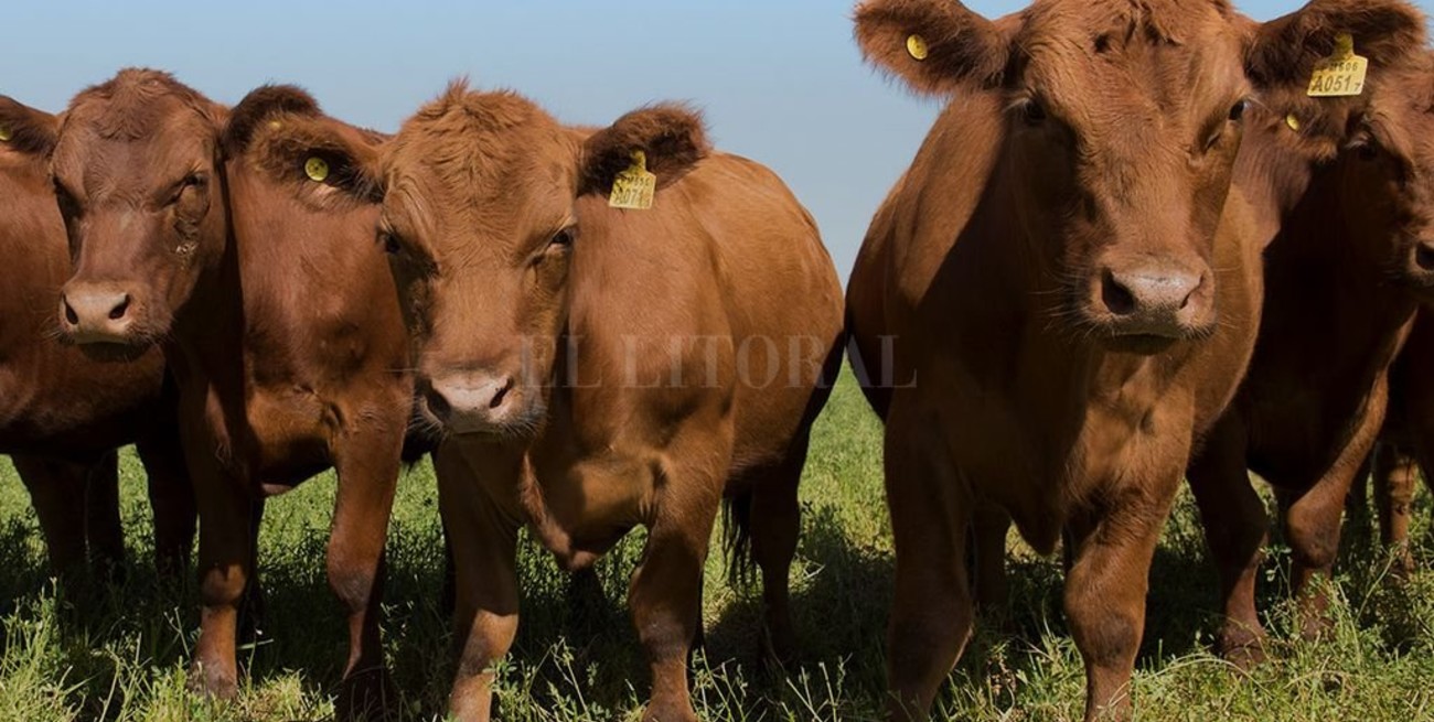 Bonos de carbono: las prácticas verdes podrían ser un buen negocio para la ganadería