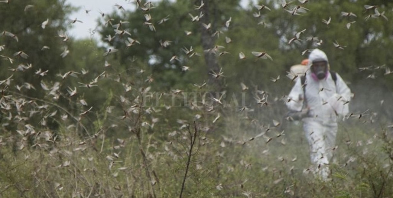 Senasa prorrogó la emergencia por la plaga de langostas