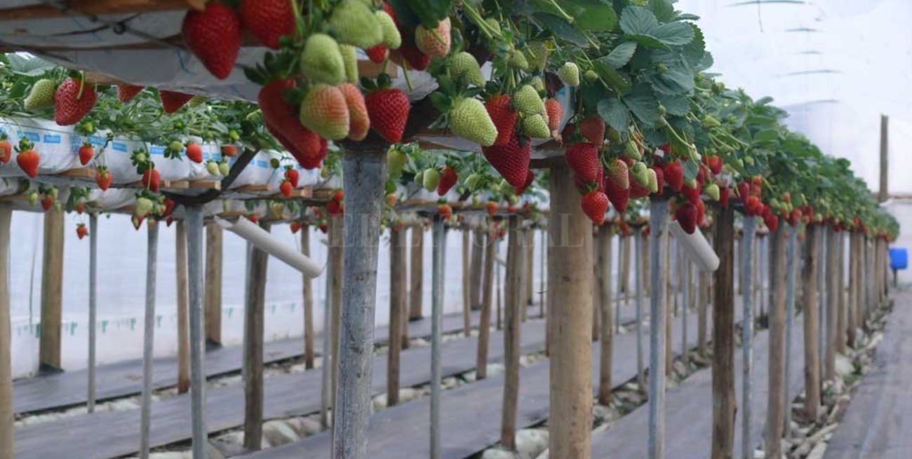 Frutillas en altura: una alternativa para ganarle terreno al avance inmobiliario