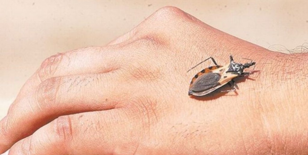 Un proyecto argentino busca detectar el Chagas con un dispositivo móvil, seguro y rápido