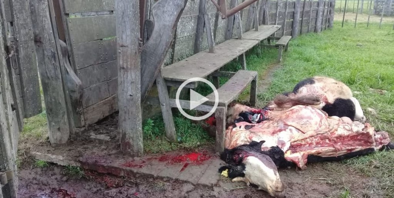 Abigeato en zona rural Franck