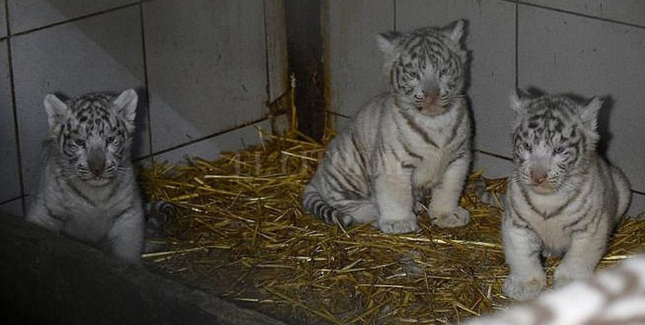Nacieron trillizos de tigres blancos en Francia
