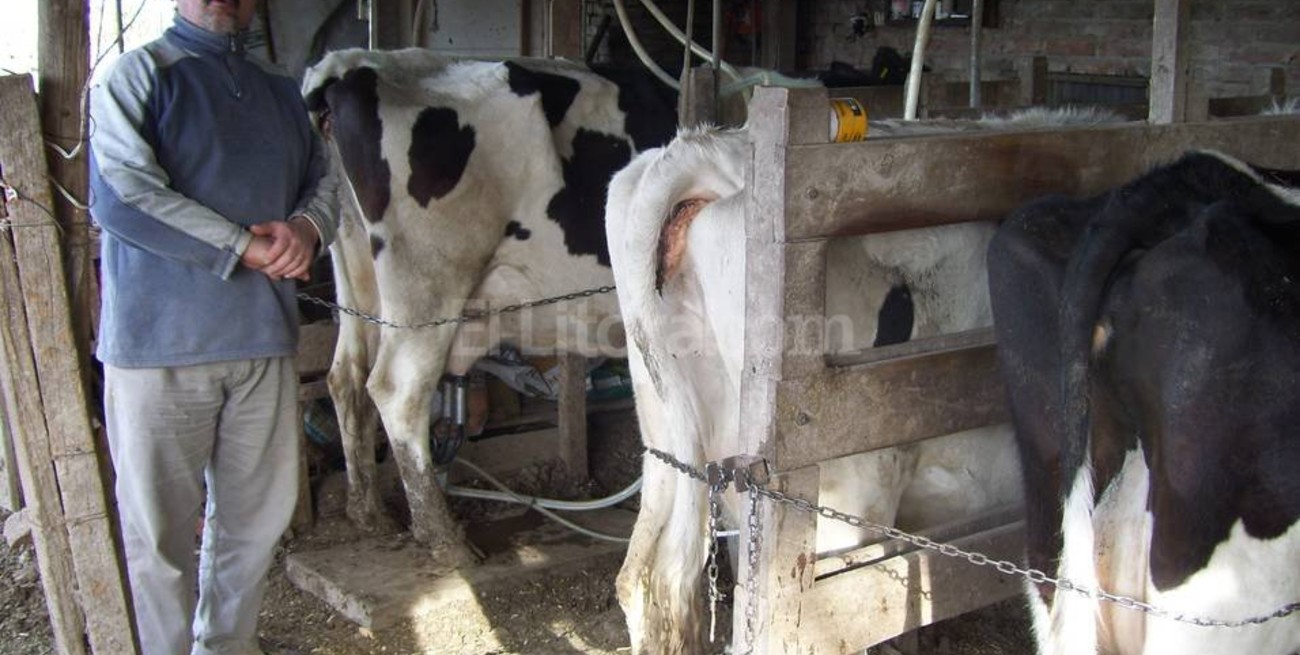 Medio centenar de tambos será rematado