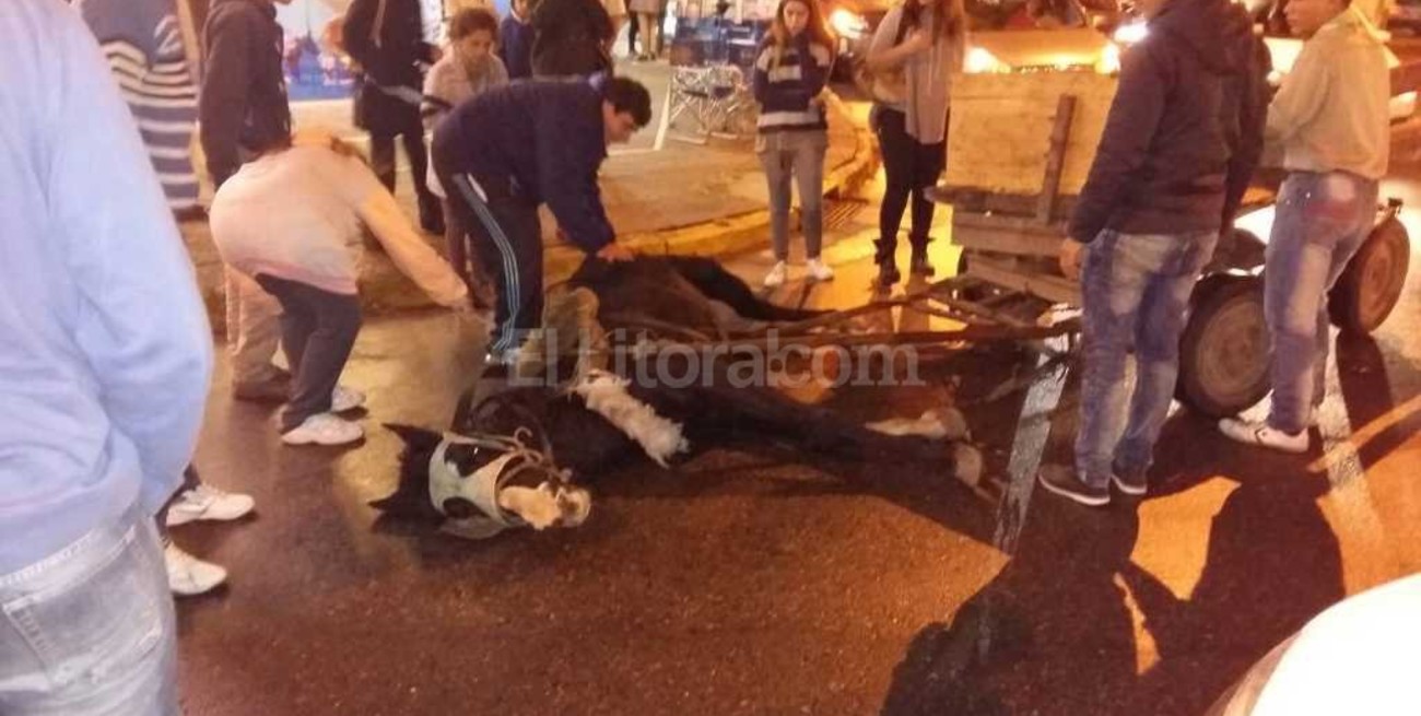 Video: cayó un caballo mientras tiraba de un carro por Bulevar