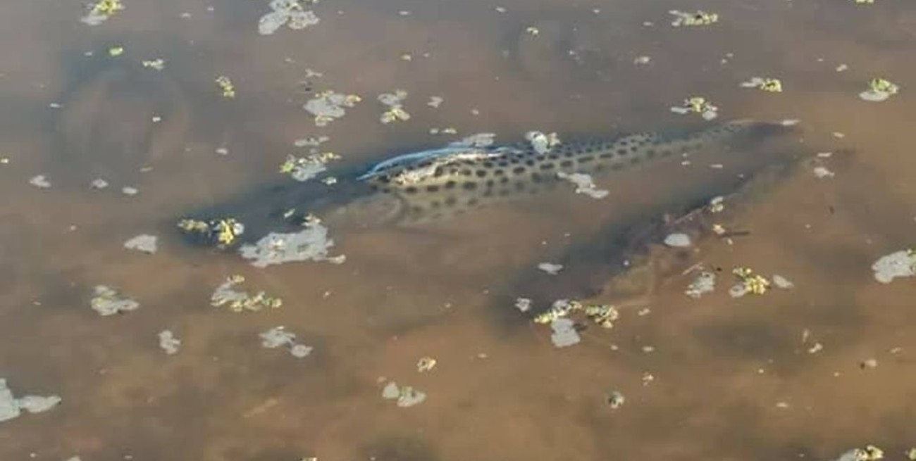  No fue por agroquímicos la muerte de peces 