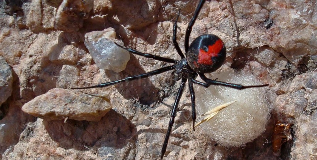 Con guantes y tubos plásticos juntarán Viudas Negras para generar su antídoto