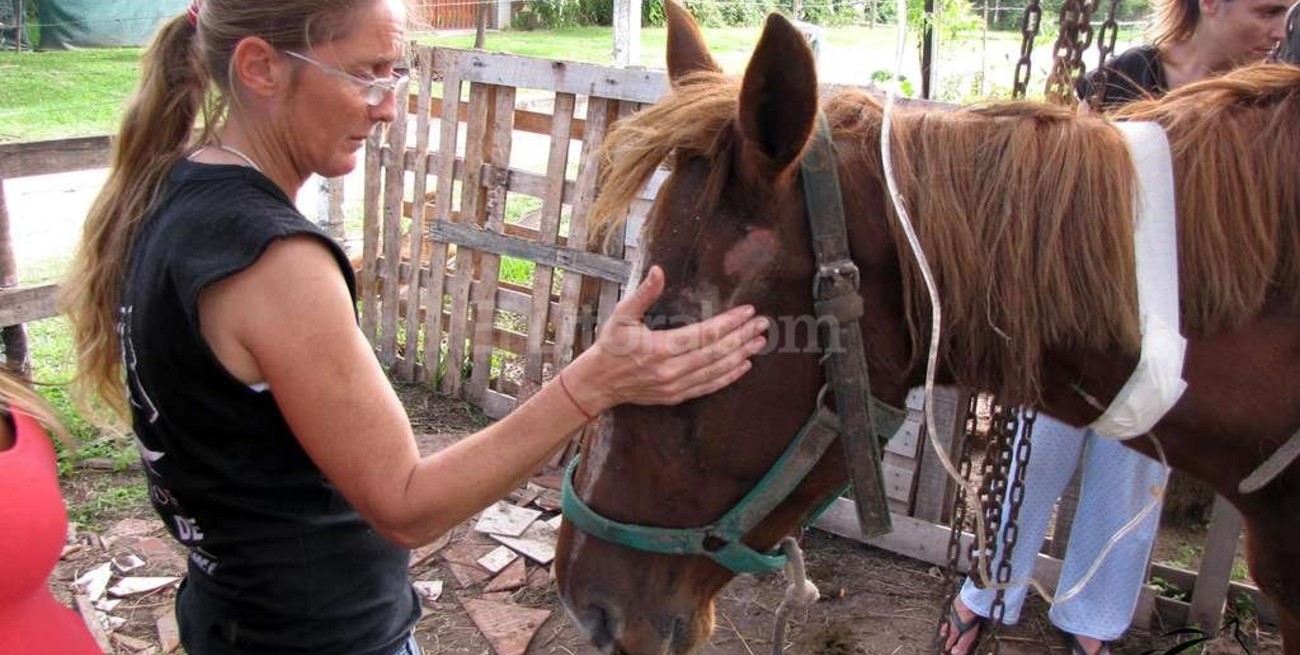 SOS Caballos invita a visitar los equinos recuperados