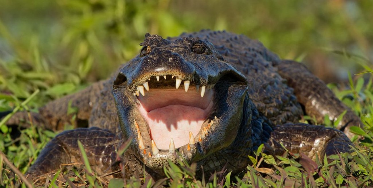 Hallan restos de un antepasado patagónico del yacaré de 65 millones de años