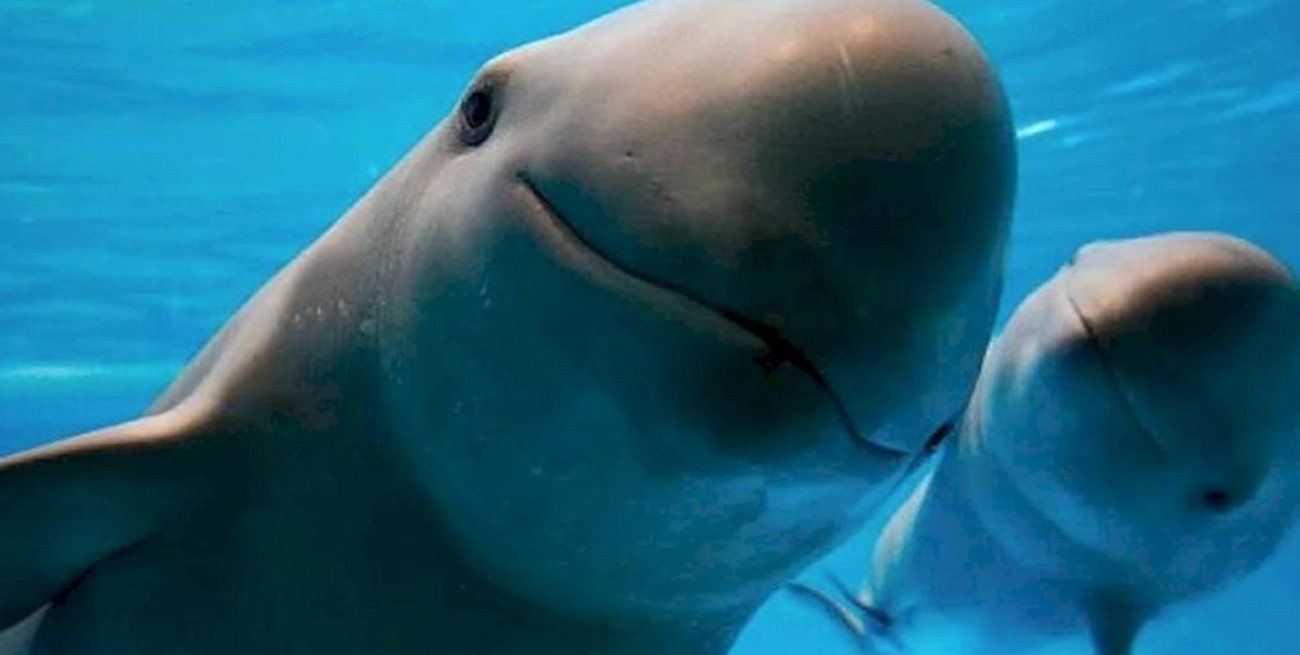 La vaquita marina, al borde de la extinción