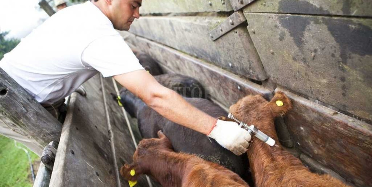 Comenzó la campaña de vacunación contra la fiebre aftosa