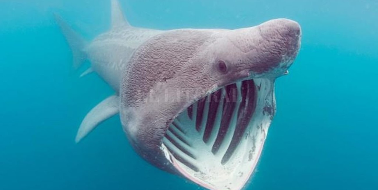 Avistaron en Estados Unidos un tiburón peregrino marcado en Irlanda