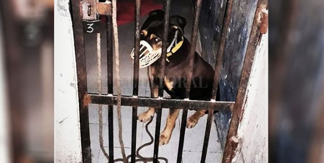 Detuvieron a un perro por morder a un policía en Cipolletti