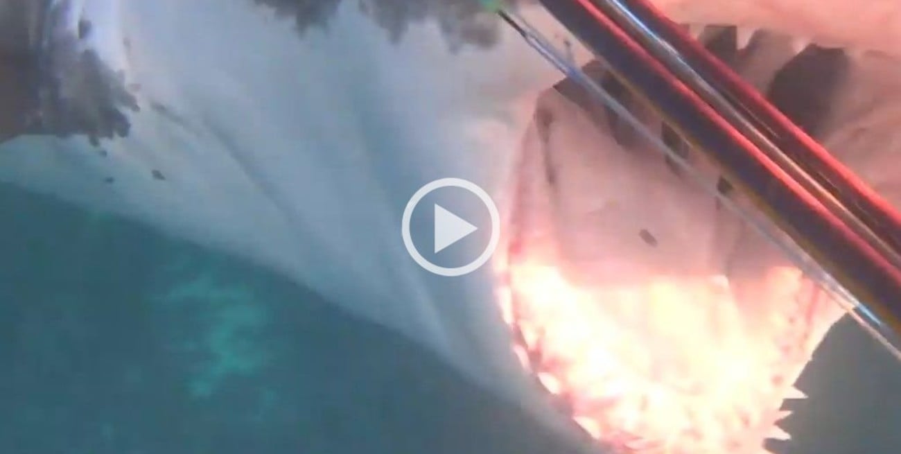 Video: Un buzo se defendió durante 10 minutos de un ataque de tiburón blanco