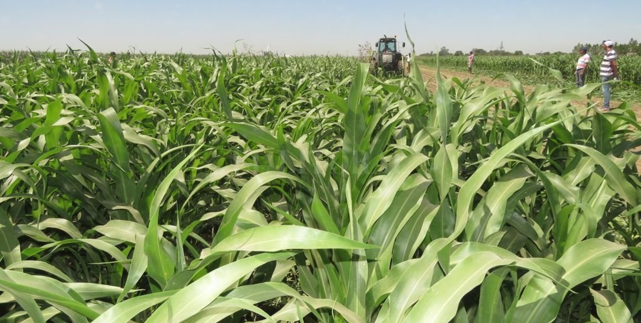 El forraje, donde todo comienza