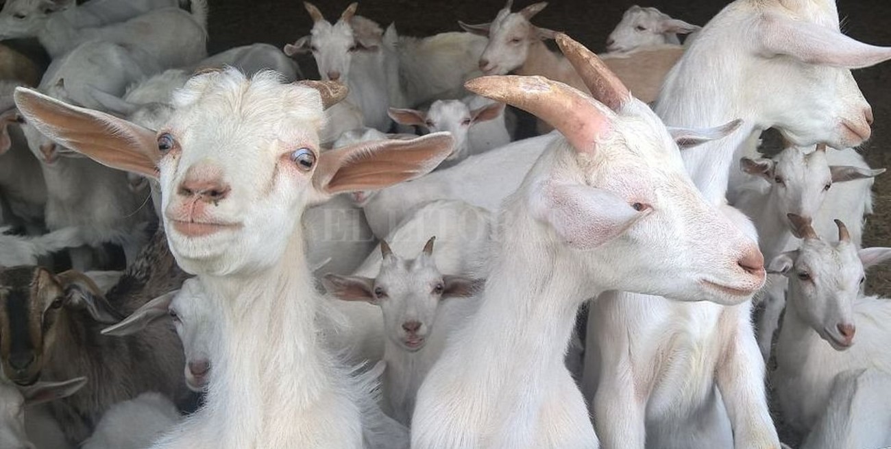 Convocan a adoptar a los animales que estaban en el Zoo de Mendoza