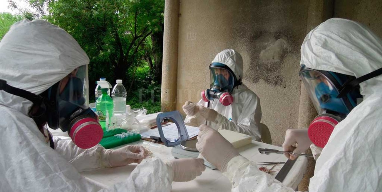 Hantavirus: científicos santafesinos hallan una nueva forma de circulación del virus