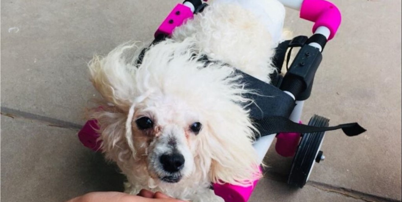 Crean en La Plata sillas de ruedas impresas en 3D para perros con dificultades motrices