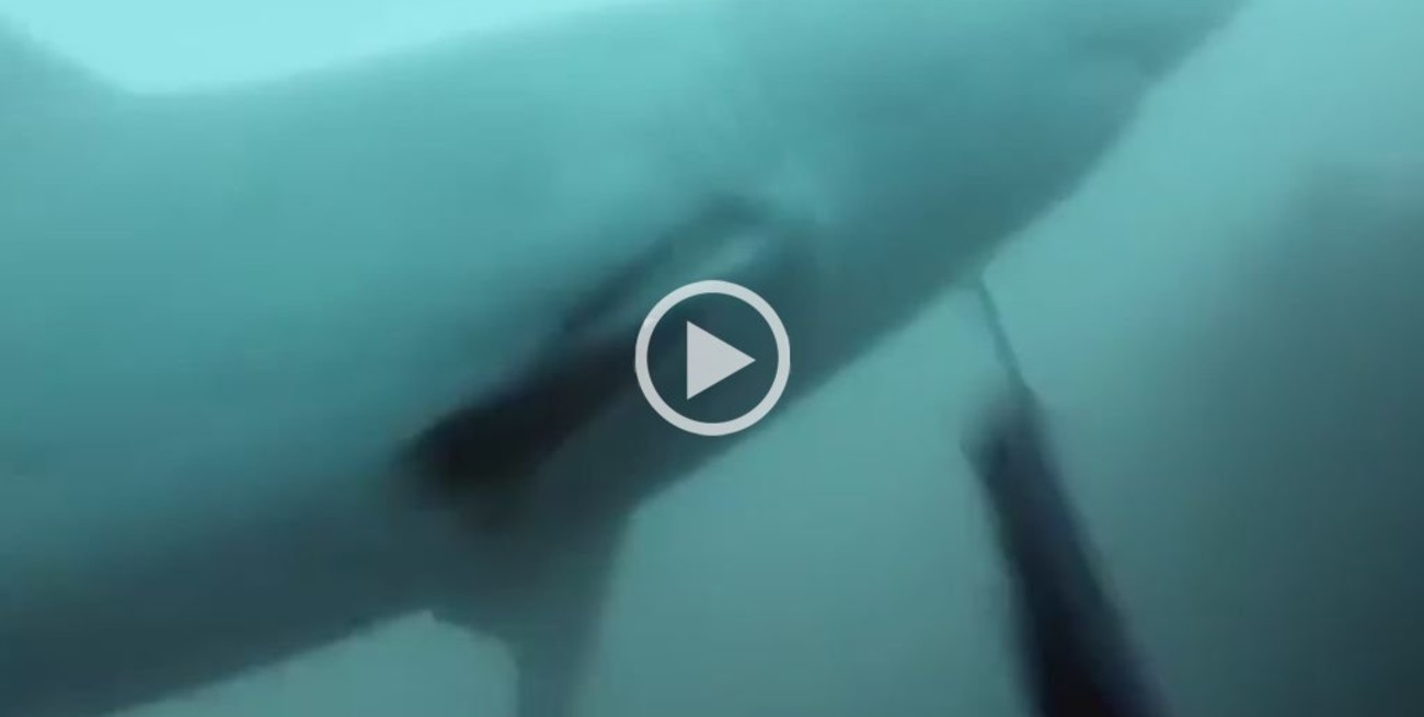 Video: El terror de un buzo al encontrarse con un tiburón blanco