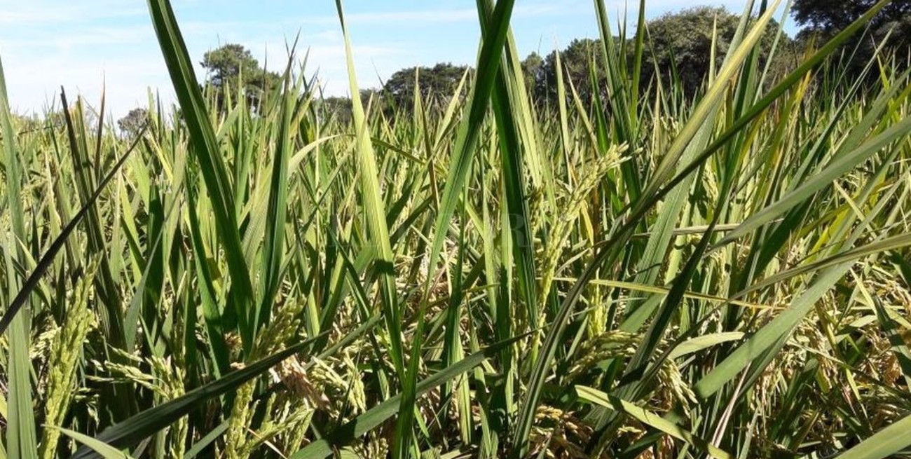 Finalizó con inconvenientes la siembra de arroz, algodón y soja de primera