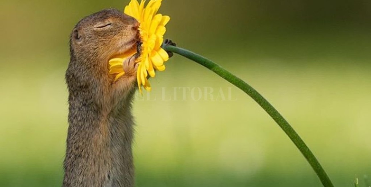 Viral: la secuencia de la ardilla y la flor enternece en las redes