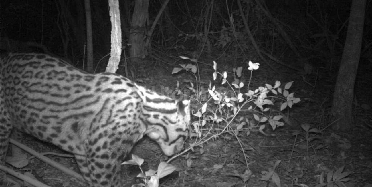Apareció un ocelote en Corrientes, una especie considerada extinta en el país