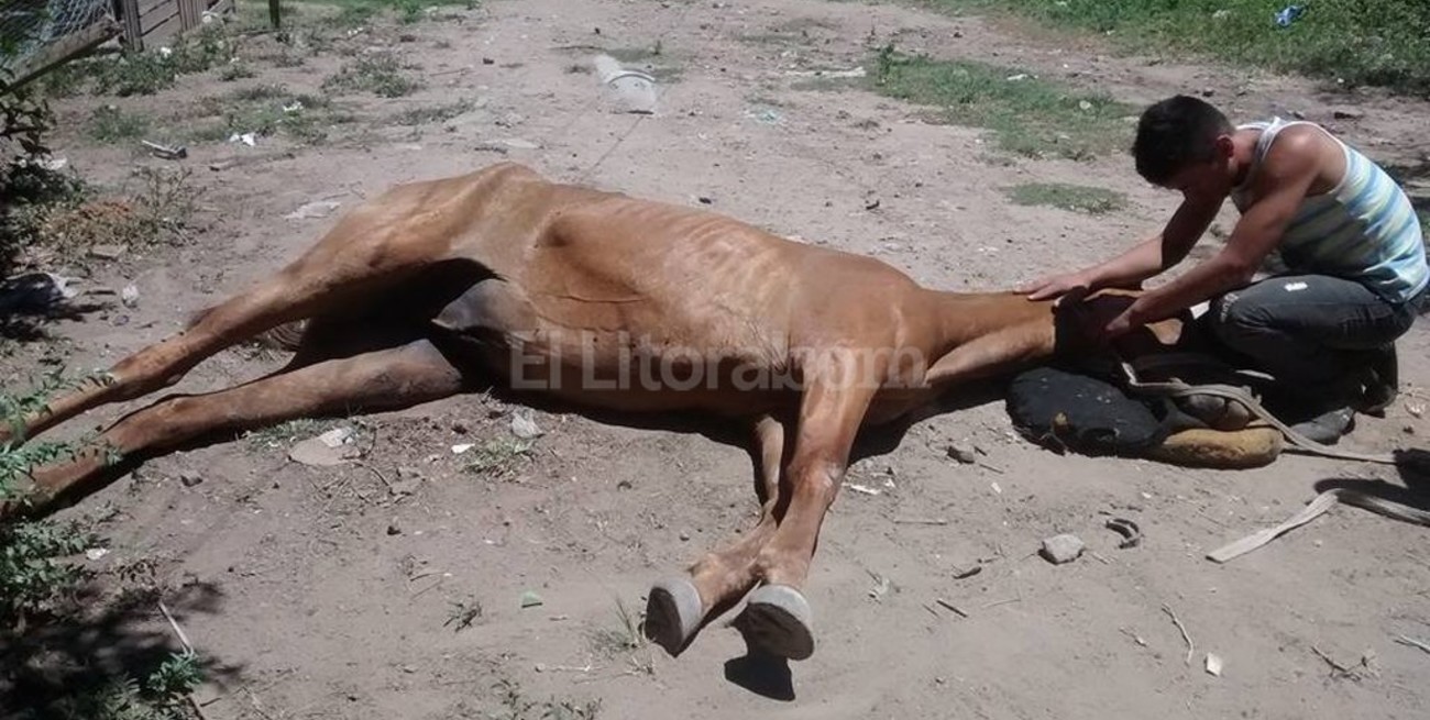 Un caballo agonizó dos días por el maltrato 